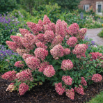Hortenzia metlinatá (Hydrangea paniculata)  ´LIVING PINKY PROMISE´® by LIVING CREATIONS´® - výška 40-60 cm, kont. C2L